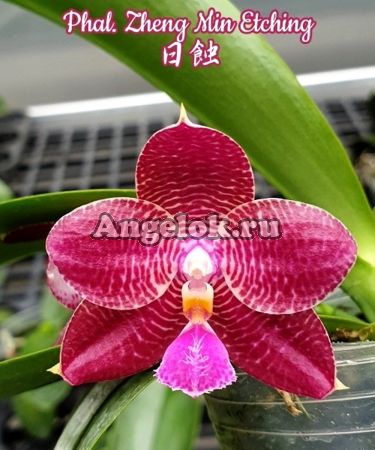 фото Фаленопсис (Phalaenopsis Zheng Min Etching) от магазина магазина орхидей Ангелок
