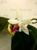 фото Фаленопсис Тетраспис (Phalaenopsis tetraspis 'C1') Тайвань от магазина магазина орхидей Ангелок
