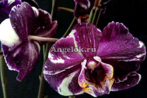фото Фаленопсис Каменная роза (Phalaenopsis Stone rose) от магазина магазина орхидей Ангелок