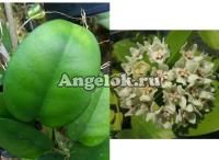 Хойя аустралис (Hoya Australis vari)