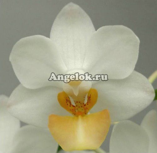 фото Фаленопсис (P. Liu's Triprince 'yellow Lip') Тайвань от магазина магазина орхидей Ангелок