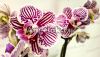 фото Фаленопсис Литл Зебра (Phalaenopsis Little Zebra) от магазина магазина орхидей Ангелок