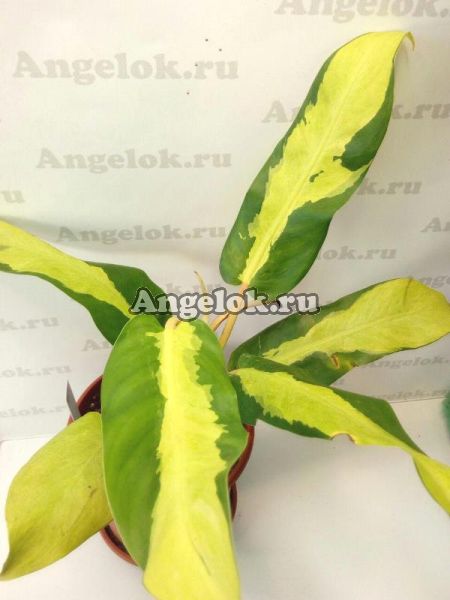 фото Филодендрон (Philodendron Green-Yellow) от магазина магазина орхидей Ангелок