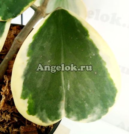 Хойя керри вариегатная (Hoya kerrii variegata) черенок