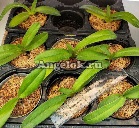 фото Пафиопедилум Ротшильда (Paphiopedilum rothschildianum) от магазина магазина орхидей Ангелок