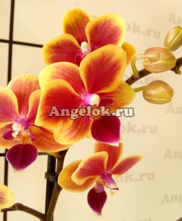 фото Фаленопсис (Phalaenopsis ) ph-127 от магазина магазина орхидей Ангелок