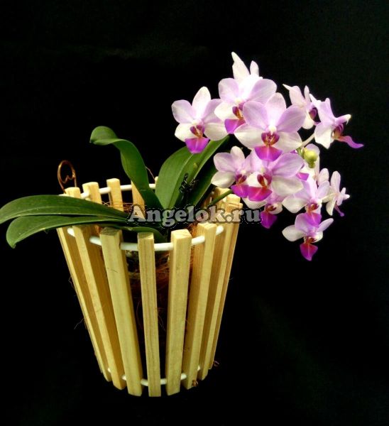 фото Корзинка для орхидей деревянная круглая 15 см от магазина магазина орхидей Ангелок