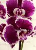 фото Фаленопсис (Phalaenopsis Purple Rain) от магазина магазина орхидей Ангелок