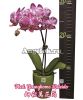 Фаленопсис (Phalaenopsis Younghome Kaleido) Тайвань