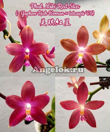 фото Фаленопсис (Phalaenopsis Miki Red Star) Тайвань от магазина магазина орхидей Ангелок
