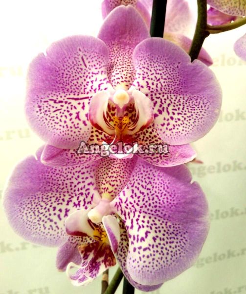 фото Фаленопсис Джиллиан (Phalaenopsis Jillion) от магазина магазина орхидей Ангелок