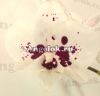 фото Фаленопсис (Phalaenopsis Panda'324') Тайвань от магазина магазина орхидей Ангелок
