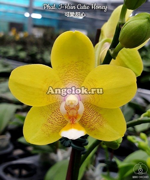 фото Фаленопсис (Phalaenopsis I-Hsin Cutie Honey) Тайвань от магазина магазина орхидей Ангелок