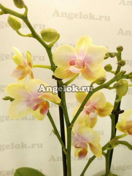 фото Фаленопсис Сияющая Девушка (Phalaenopsis Shiny Girl) от магазина магазина орхидей Ангелок