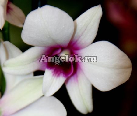Дендробиум фаленопсис (Dendrobium Phalaenopsis ) d-04_1