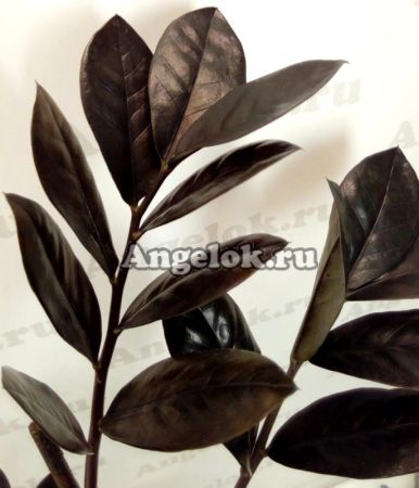 фото Замиокулькас черный (Zamioculcas Zamiifolia Black Leaf) от магазина магазина орхидей Ангелок