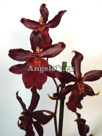 фото Камбрия Черная кошка (Colmanara Wildcat 'Black Cat') от магазина магазина орхидей Ангелок