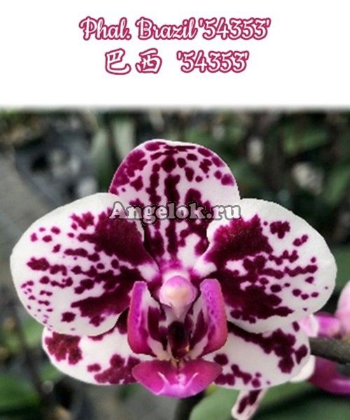 фото Фаленопсис (Phalaenopsis Brazil '54353') от магазина магазина орхидей Ангелок
