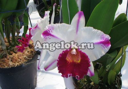 фото Каттлея (Rlc.Kuwale Gem 'Ice Fire') Тайвань от магазина магазина орхидей Ангелок