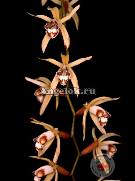 фото Целогина (Coelogyne pulverula) от магазина магазина орхидей Ангелок