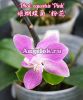 фото Фаленопсис Эквестрис (Phalaenopsis equestris 'Pink') Тайвань от магазина магазина орхидей Ангелок