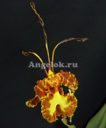 фото Психопсис (Psychopsis papilio) от магазина магазина орхидей Ангелок