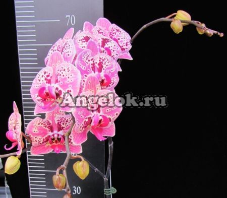 фото Фаленопсис (P.OX Africa Mask) Тайвань от магазина магазина орхидей Ангелок
