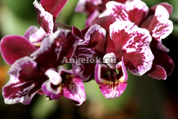 фото Фаленопсис мини (Phalaenopsis ) ph-81 от магазина магазина орхидей Ангелок
