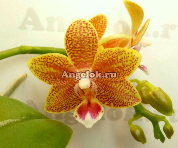 фото Фаленопсис (Phalaenopsis Table Masterpiece) от магазина магазина орхидей Ангелок