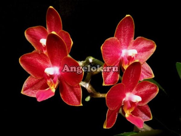 фото Фаленопсис (Phalaenopsis Tying Shin Phoenix’Yaphon”) Тайвань от магазина магазина орхидей Ангелок