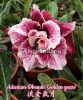 фото Адениум (Adenium obesum Golden years) от магазина магазина орхидей Ангелок