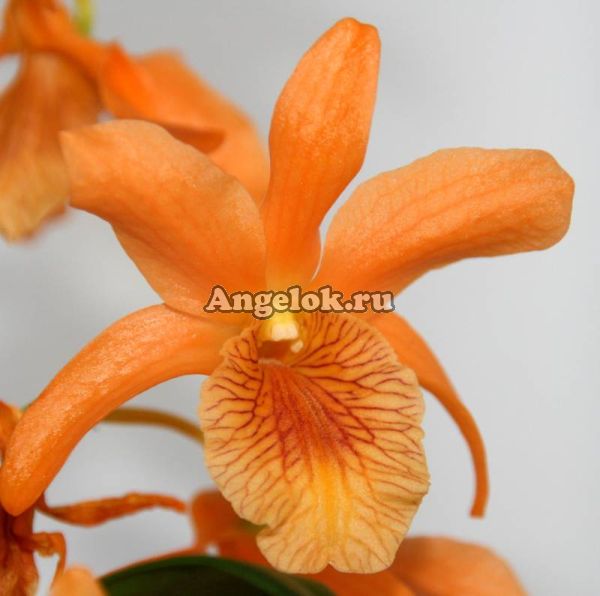 фото Дендробиум нобиле (D.nobile Stardust Orange) от магазина магазина орхидей Ангелок