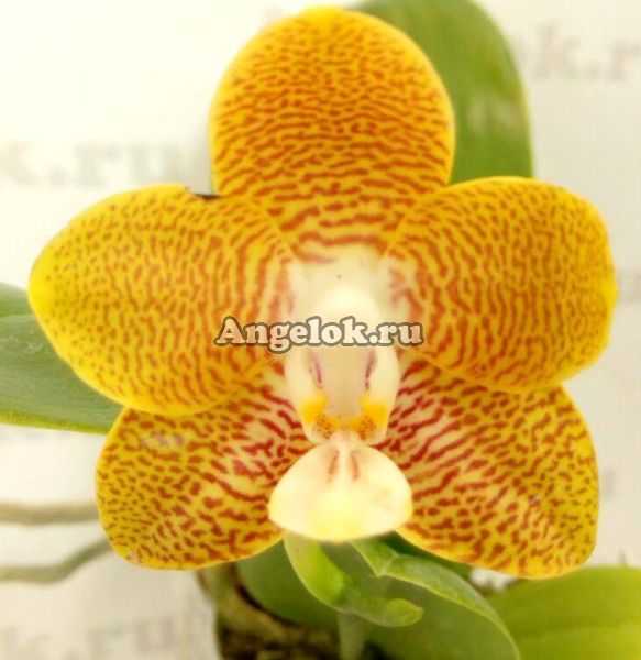 фото Фаленопсис (Phalaenopsis Tying Shin Coffee Candy'MD') Тайвань от магазина магазина орхидей Ангелок