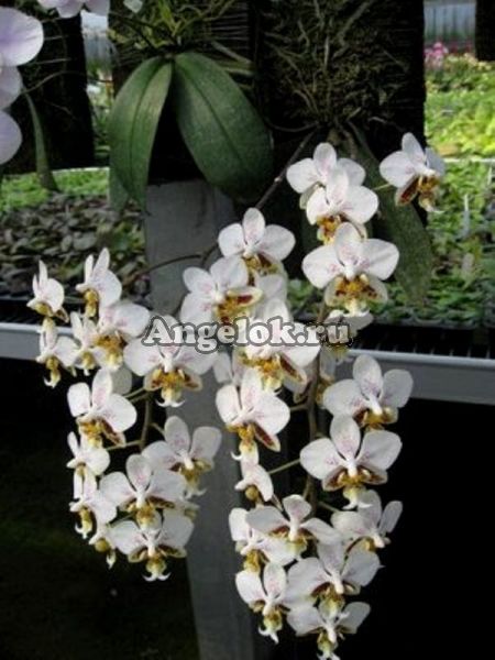 фото Фаленопсис Стюарта детка (Phalaenopsis stuartiana 'Sogo') Тайвань от магазина магазина орхидей Ангелок