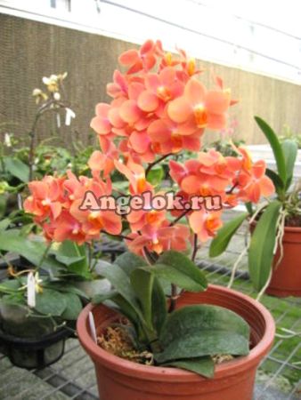 фото Асконопсис Ирене Добкин (Ascps. Irene Dobkin'Elmhurst') взрослая от магазина магазина орхидей Ангелок