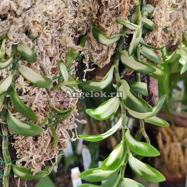 фото Дендробиум Лоддигеза пестролистный (Den. loddigesii variation of leaf) Тайвань от магазина магазина орхидей Ангелок