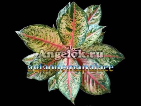 фото Аглаонема (Aglaonema 10 Karat) от магазина магазина орхидей Ангелок