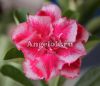фото Адениум (Adenium obesum Winner) от магазина магазина орхидей Ангелок