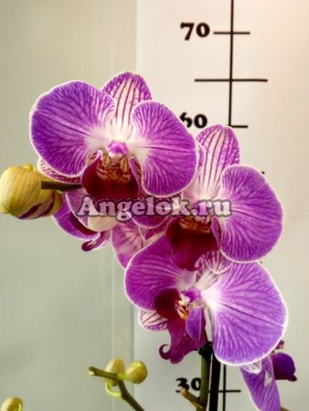 Фаленопсис (Phalaenopsis ) ph-12