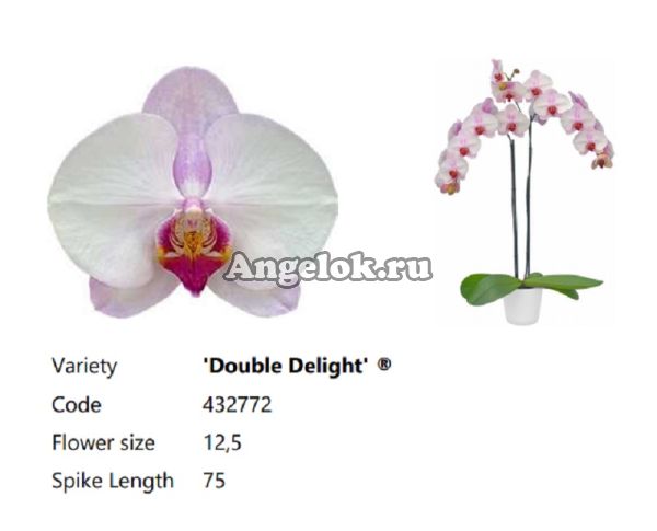 фото Фаленопсис детка (Phalaenopsis Double Delight) от магазина магазина орхидей Ангелок