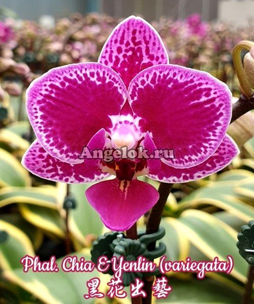 фото Фаленопсис пестролистный (Phalaenopsis Chia E Yenlin) Тайвань от магазина магазина орхидей Ангелок