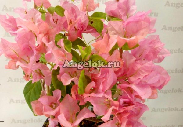 фото Бугенвиллия (Bougainvillea Australian Pink) черенок от магазина магазина орхидей Ангелок