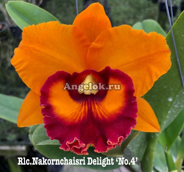 фото Каттлея (Rlc.Nakornchaisri Delight 'No.4') от магазина магазина орхидей Ангелок