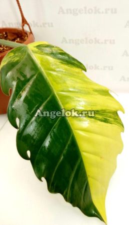 фото Филодендрон Карамельный Мрамор (Philodendron Caramel Marble) от магазина магазина орхидей Ангелок