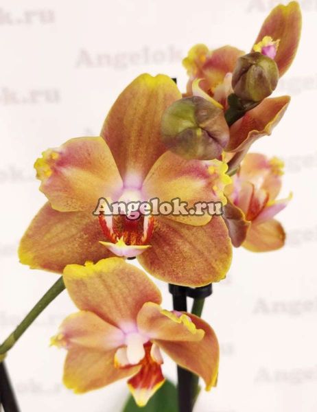 фото Фаленопсис бабочка Монако (Phalaenopsis Monaco) от магазина магазина орхидей Ангелок