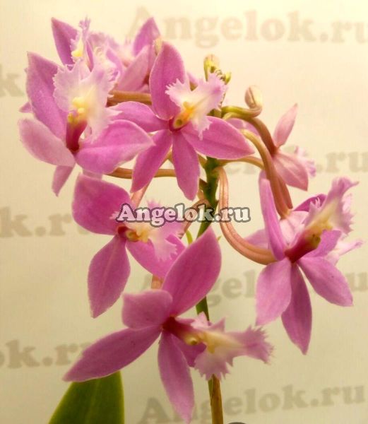 фото Эпидендрум укореняющийся розовый (Epidendrum radicans pink) от магазина магазина орхидей Ангелок