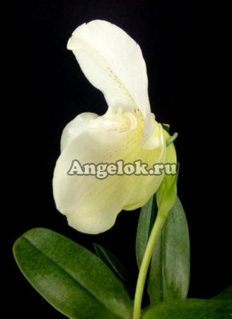 фото Пафиопедилум Белая Леди (Paphiopedilum White Lady) от магазина магазина орхидей Ангелок