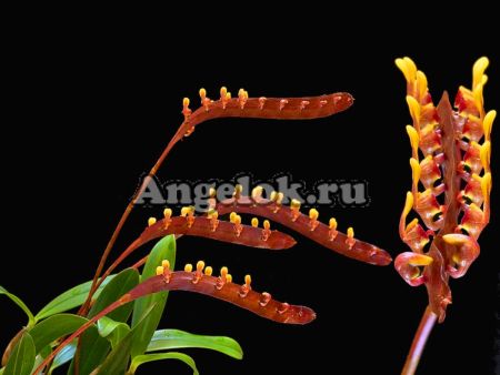 фото Бульбофиллум серповидный (Bulb.Falcatum) от магазина магазина орхидей Ангелок