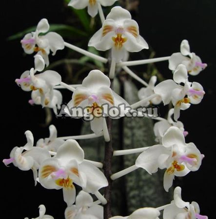 фото Фаленопсис целебесский (Phalaenopsis celebensis) от магазина магазина орхидей Ангелок