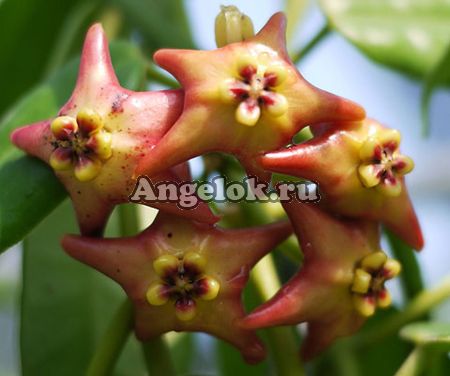Хойя Аффинис (Hoya affinis) черенок